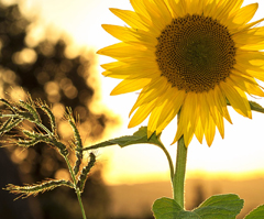 sun-flower